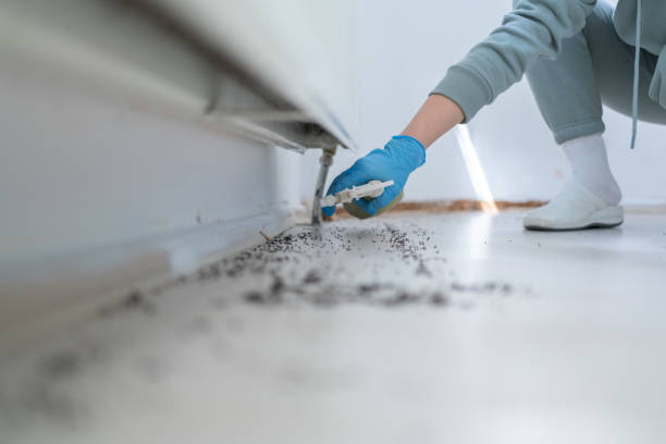 Reliable Chapin, SC Pest Control Solutions